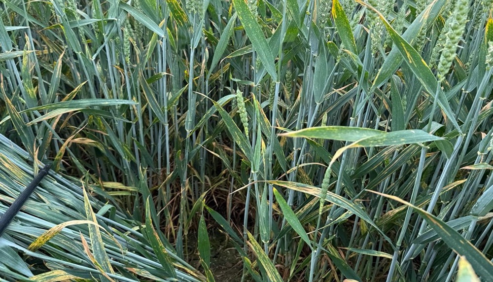Wheat plants treated with a biofungicide with septoria symptoms.